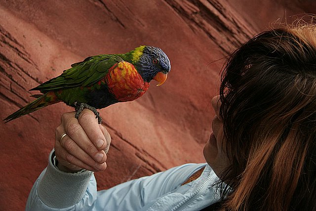 2005 Avifauna (31)